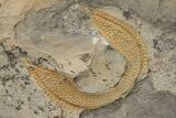 Trinucleid (Declivolithus) Trilobite - Mecissi, Morocco #227872-6